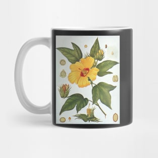 Botanical image of a Sea Island Cotton (Gossypium barbadense) flower Mug